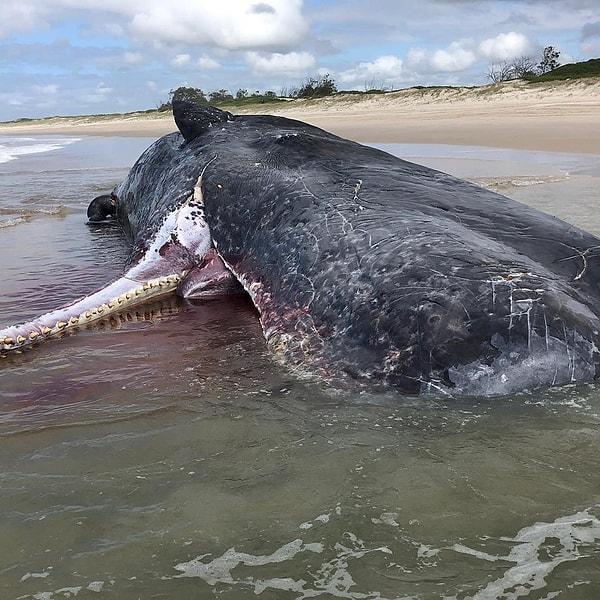 9. Avustralya'da karaya vuran bir ispermeçet balinası: