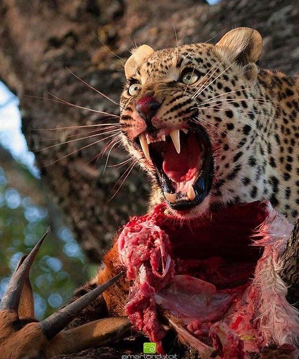 Bonus: " Erkek leopar impalarını başka bir leopardan koruyor."