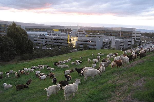 4. Google birkaç yıl önce çimlerini biçtirmek yerine yemeleri için 200 keçi kiralamıştı.
