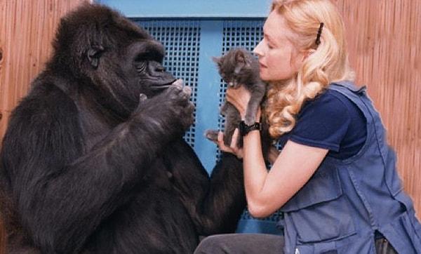 14. Koko isimli bir goril, işaret diliyle iletişim kurabiliyordu.