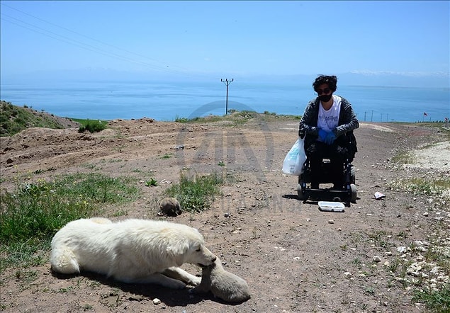 Sokaklardaki yaralı ve yardıma muhtaç hayvanları da veterinere götürüp tedavilerini yaptıran Avcı, bazı sokak hayvanlarının insanlar tarafından sahiplenmesini sağlayarak sıcak yuvalara kavuşmasına da öncülük ediyor.