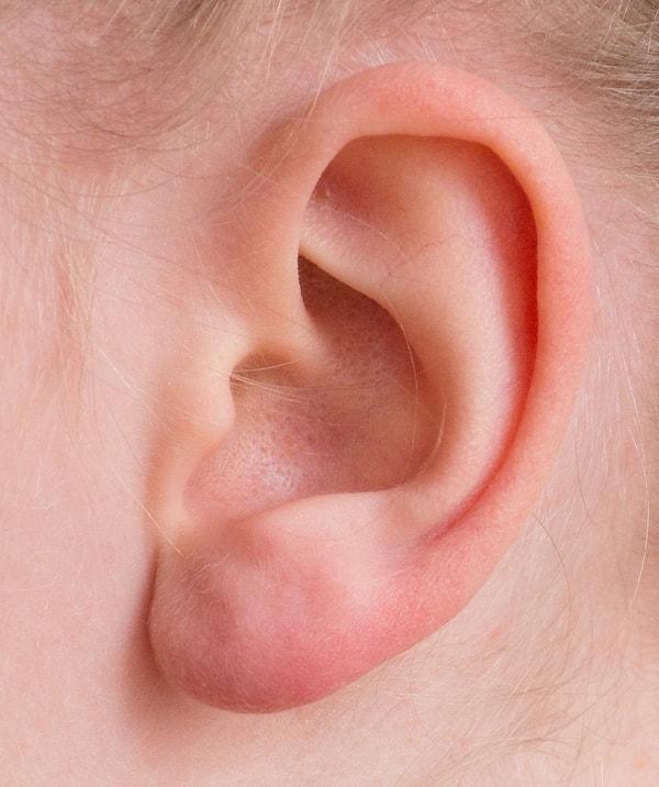 5. Kulaklarımız her yıl çeyrek milimetre büyür.