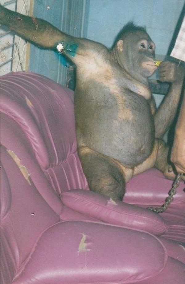 2. Annesinden ayırıldıktan sonra onu çalan insanların 6 yıl boyunca yatağa bağlı şekilde tıraşladığı, takı taktığı ve tecavüz ettiği Borneo orangutanı Pony.