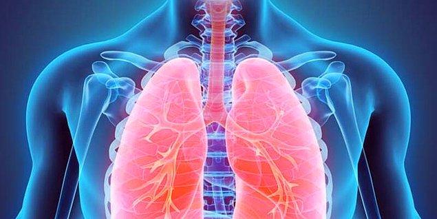 34. Kalbimize yer açmak için sol akciğerimiz sağ akciğerimizden daha küçüktür.