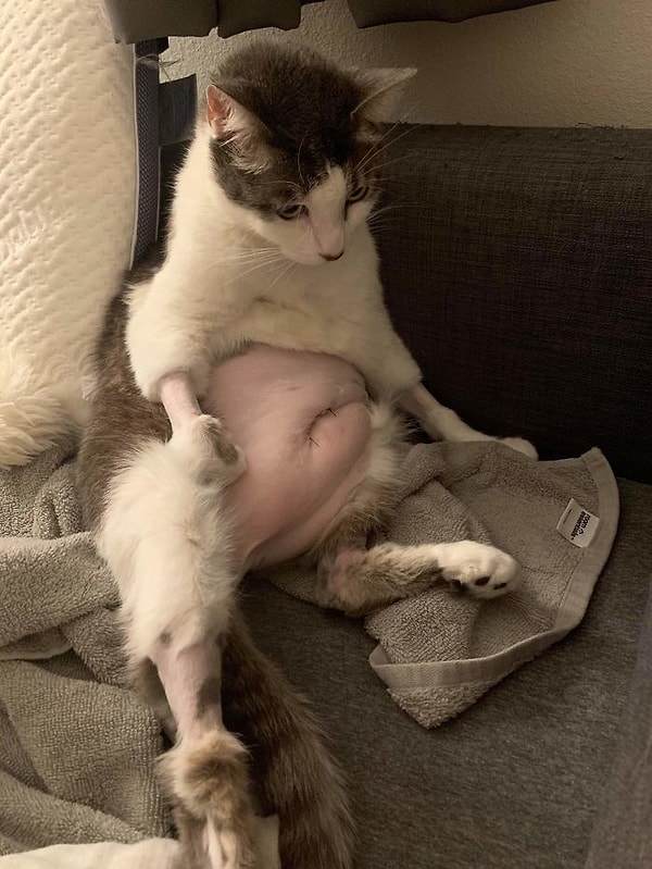 5. Нашему маленькому приятелю пришлось перенести несколько операций. Его стрижка была ... менее лестной