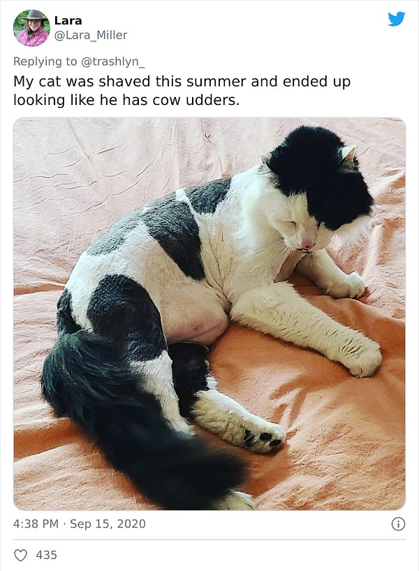 9. Моего кота побрили этим летом, и теперь она выглядит так, будто у него коровье вымя