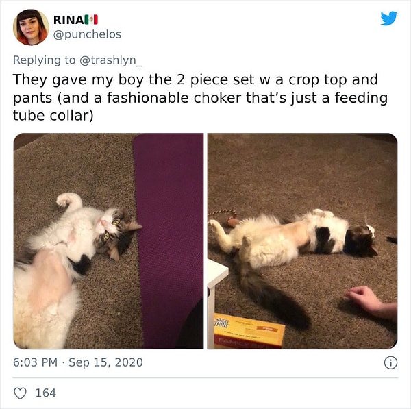17. Ветеренар сделал моему котику укороченный топ и штанишки