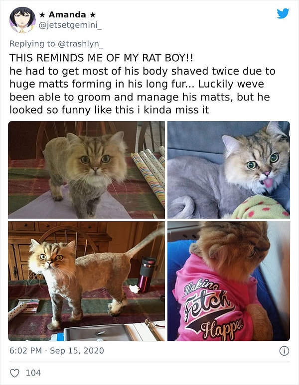 18. Пришлось побрить большую часть его тела из-за огромных комков на его длинной шерсти. Он выглядел так смешно, я даже скучаю за этим