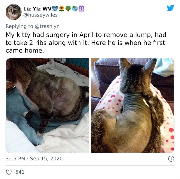 20. У моего котика была операция в апреле по удалению шишки. Вот он, когда впервые пришел домой после операции