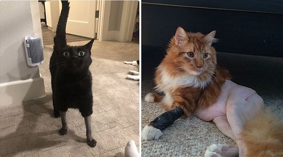 30 самых милых фото кошек, которым сделали смешные стрижки для операции