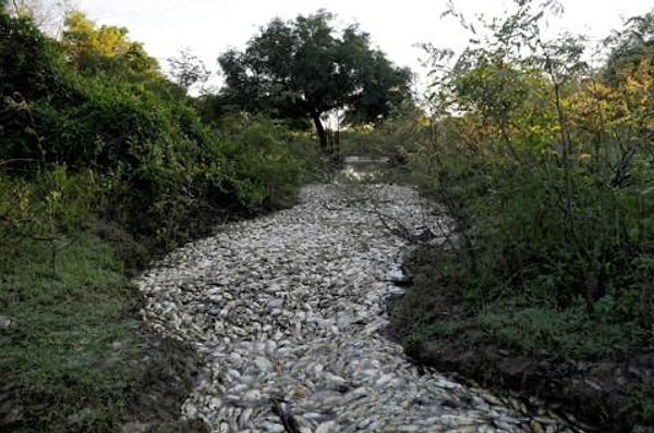 11. То, что похоже на ручей, полностью состоит из мертвой рыбы.