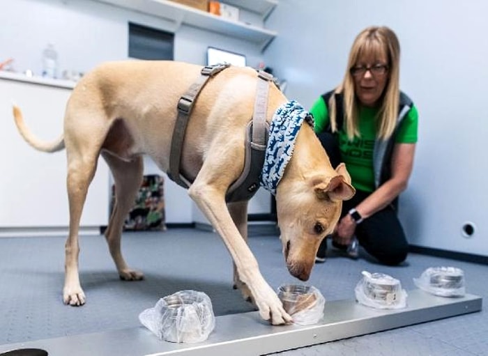 Finlandiya'da Hassas Koku Eğitimli Köpekler Koklayarak Koronavirüs Tespiti Yapacaklar: PCR Testlerinden Daha Güvenli