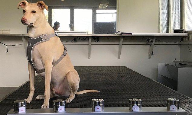 Salgınla mücadele kapsamında gerçekleştirilen bu pilot uygulama ile Helsinki-Vantaa Havalimanı'nı kullanan yolculara çarşamba gününden beri koku eğitimli köpeklerle Covid-19 taraması yapılmaya başlandı.