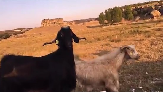 Sürü Halinde Yürürken 'Birini Kesip Yiyelim Bari' Diyen Adama Dönüp Bakan Keçi