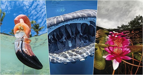 2020 Yılının Baktıkça İçinizi Açacak Tablo Gibi Duran En İyi Su Altı Fotoğrafları Açıklandı!