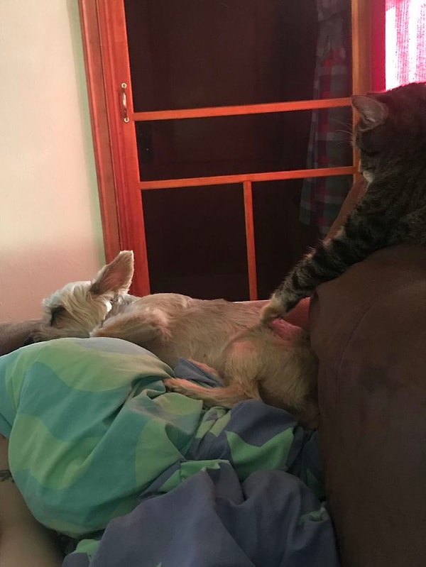 12. Моя кошка трогает собаку моих родителей, чтобы заставить ее рыкнуть
