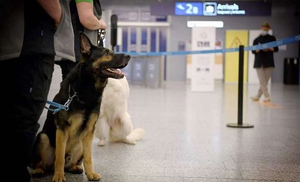 Хильм-Бьёркман заявила, что у собак не были обнаружено ни одного случая заражения вирусом Covid-19 и, следовательно, по мере увеличения числа обученных собак эту практику можно применять на входах в дома престарелых, школ, детских садов и на многих общественных мероприятиях.