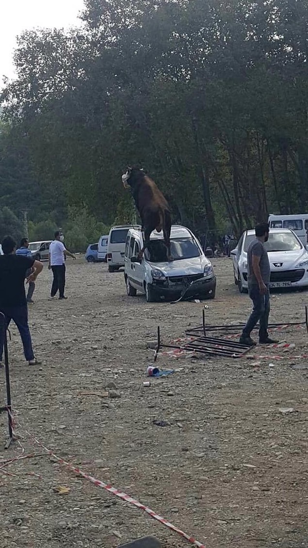 12. Arabaları ezip geçen boğalar vardır.