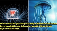 Ölümsüz Olan Tek Canlı: Yaşlandığını Anlayarak Hücrelerini Yenileyen Turritopsis Dohrnii