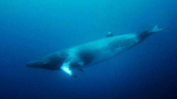 4. Balinalar belli bir yaşa geldiğinde oksijen için yüzeye ulaşamayacak kadar güçsüz olurlar. Bu yüzden boğularak hayatlarını kaybederler.