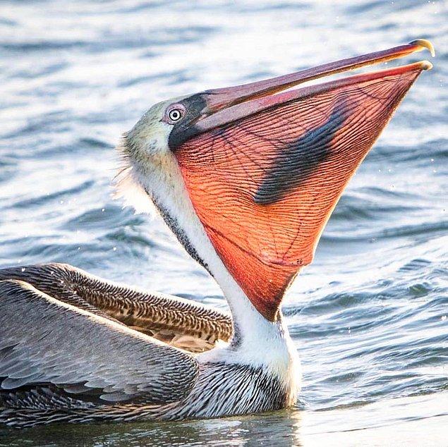 1. Balık yiyen bu pelikanla başlayalım...