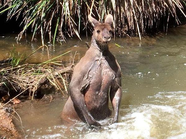 5. Avustralya'da bulunan 193cm uzunluğundaki bu devasa kanguru: