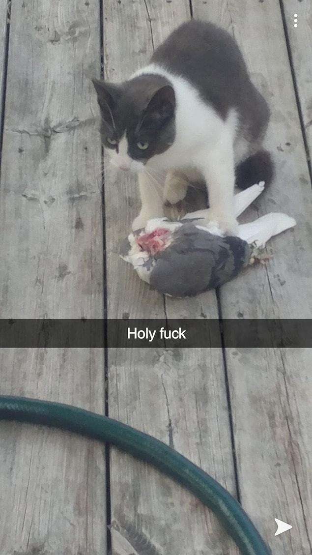 10. "Kapımın önündeki bir kedi güvercin yedi."