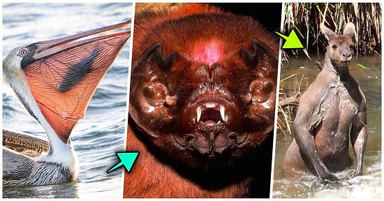 Doğanın Korkutucu Yüzünü İliklerinize Kadar Hissetmenize Sebep Olacak Birbirinden Ürkütücü 15 Yeni Fotoğraf