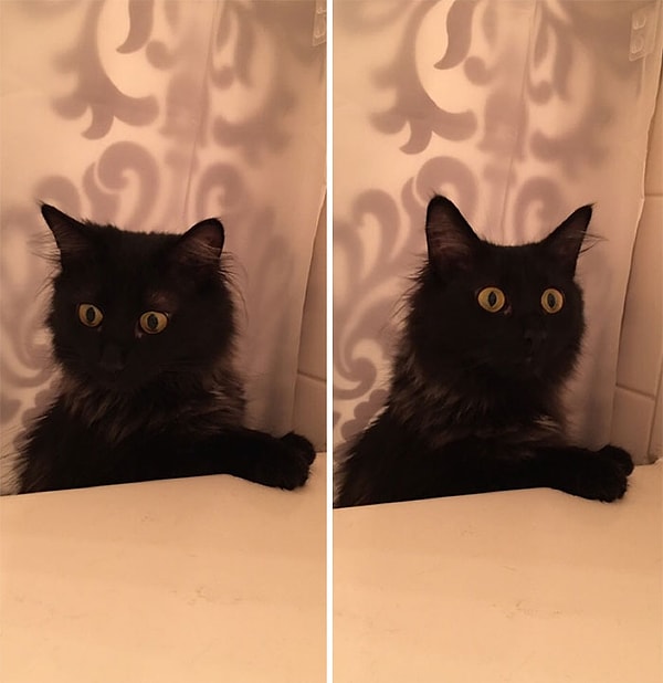 18. Моя кошка реально обеспокоена тем, что я в ванной