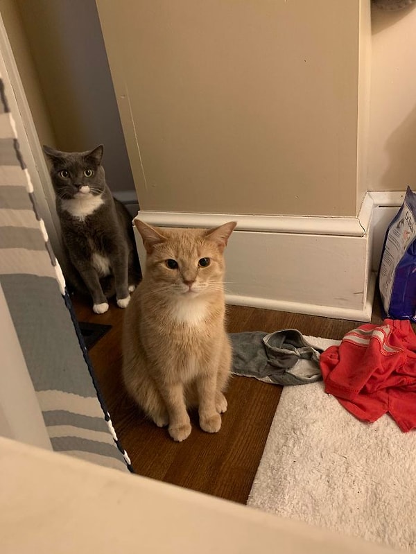 20. После сильной панической атаки я решил принять ванну с пеной. Котята все еще были слишком обеспокоены, чтобы покинуть меня