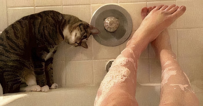 25 бесстыжих кошек, не уважающих личное пространство людей (Часть1)