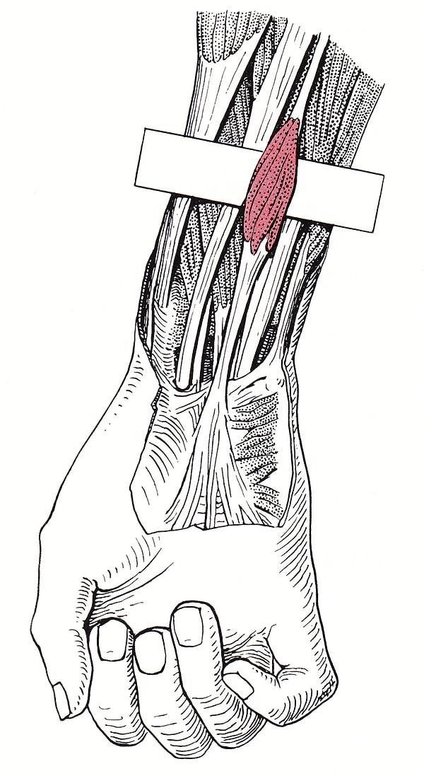 Gördüğünüz tendon, palmaris longus kasına bağlanır ve günümüzde insanların %10 ila %15'inin bir ya da iki kolunda da yok olmuş durumdadır.