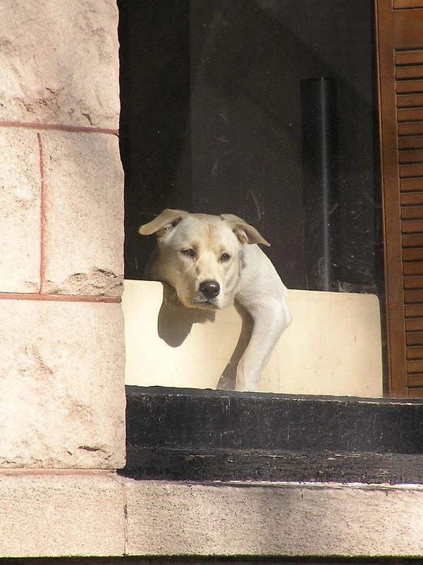 1. Многие домашние животные умирают, потому что их владельцы неожиданно погибают, и никто не приходит за ними присмотреть.