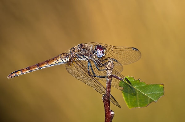 2. Самки стрекоз притворяются мертвыми, чтобы пне быть износилованными.