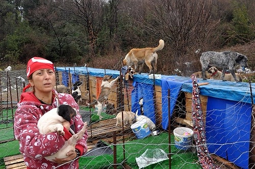 Ölü Doğan 4 Yavru Köpeği Kalp Masajı Yaparak Hayata Döndürdü: 'Kim Olsa Aynı Şeyi Yapardı'