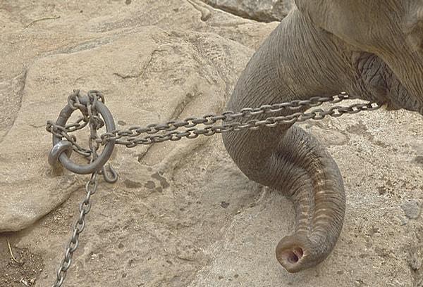 11. Hayvanat bahçesindeki fillerin büyük çoğunluğu kötü muamele görüyor.