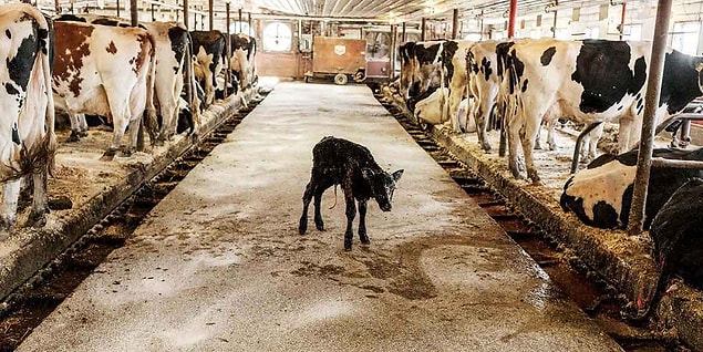 1. Doğan yavrunun süt içmesi engellenerek tüm süte üretim için el koyuluyor...