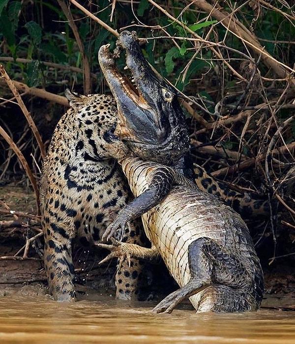 12. Suda timsah yakalayan jaguar: