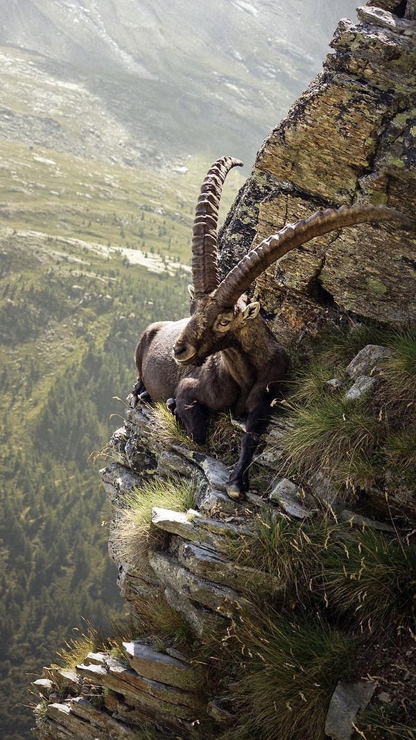 16. Bir uçurumun kenarında duran ürpertici bir dağ keçisi: