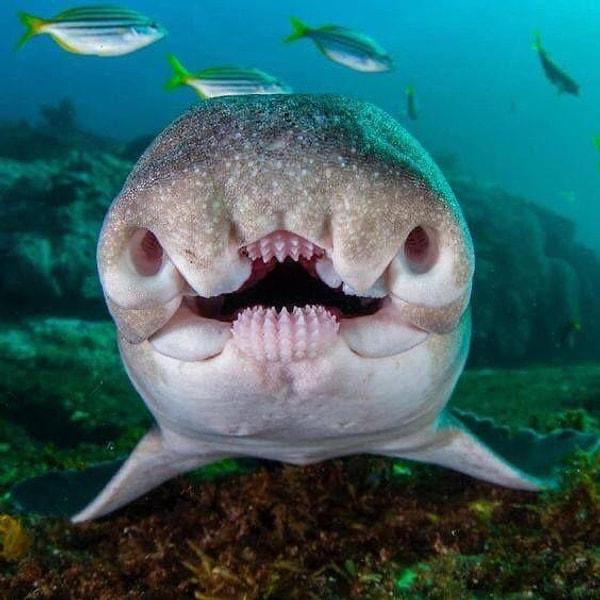 17. Port Jackson köpek balığı: