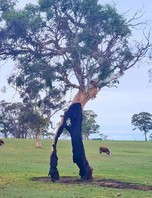 14. Дерево, сгоревшее во время лесных пожаров, продолжает жить