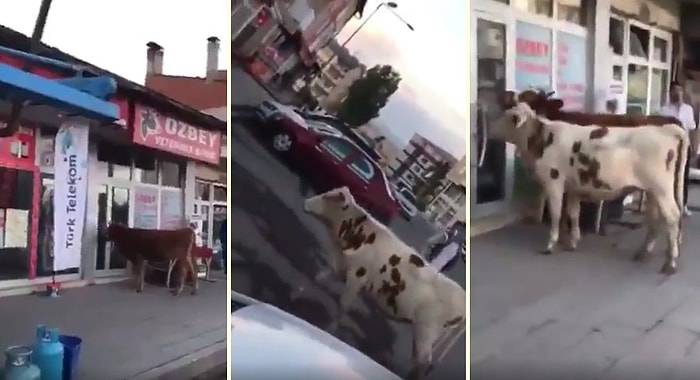 Veterinere Gelen 2 İneğe 'İbrahim Yoktur, Sonra Gelin' Diyen Adam ve O Adamı Duyunca Geri Dönen İnekler