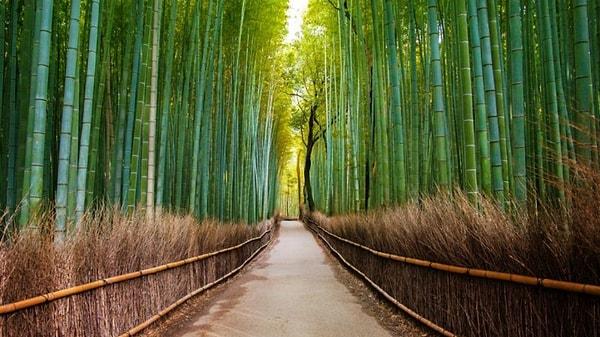 14. Arashiyama Bambu Ormanı, Japonya