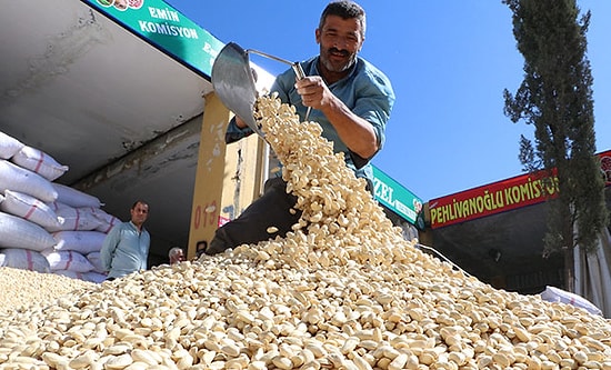 Şanlıurfa'da Fıstıkları Koyacak Yer Kalmadı