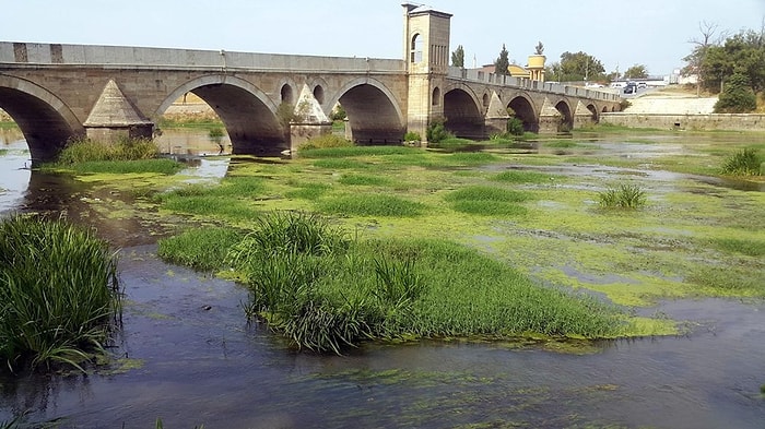 Kuraklık Nedeniyle Tunca Nehri Yeşile Büründü