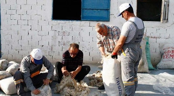 "Oğlak tiftiğine kilogram başı 30 tl destek"