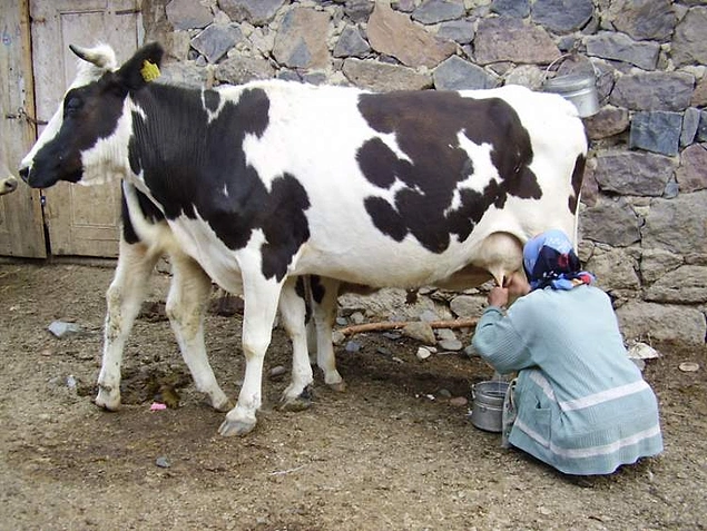 İnek sağmak.