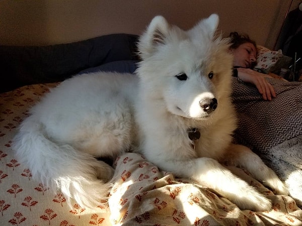 2. «Когда это чудо занимает твое место на кровати, тебе просто приходится искать другое место, чтобы поспать»