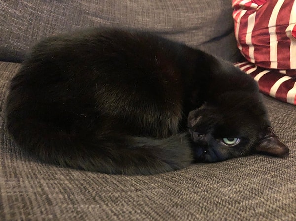 3. «Она заняла моё место, когда я встал с софы, но как можно злиться на эту морду?»