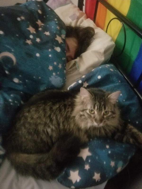 8. «Мисо занял моё место, чтобы охранять своего папочку»